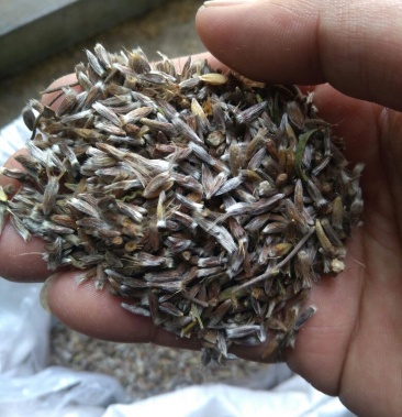 承德野生根繁育一代北苍术种子