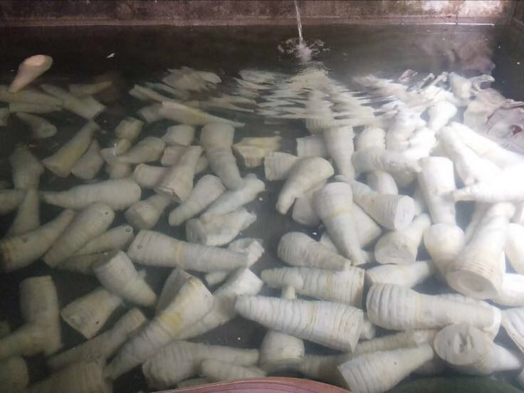 展示泡发腐竹的过程,腐竹在清水中浸泡 泡发腐竹过程