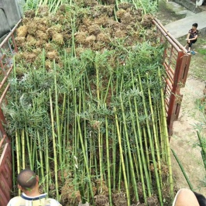 雷竹价格行情_今日雷竹价格多少钱一斤 _ 一亩田
