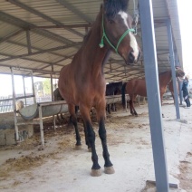 肉马300~400kg