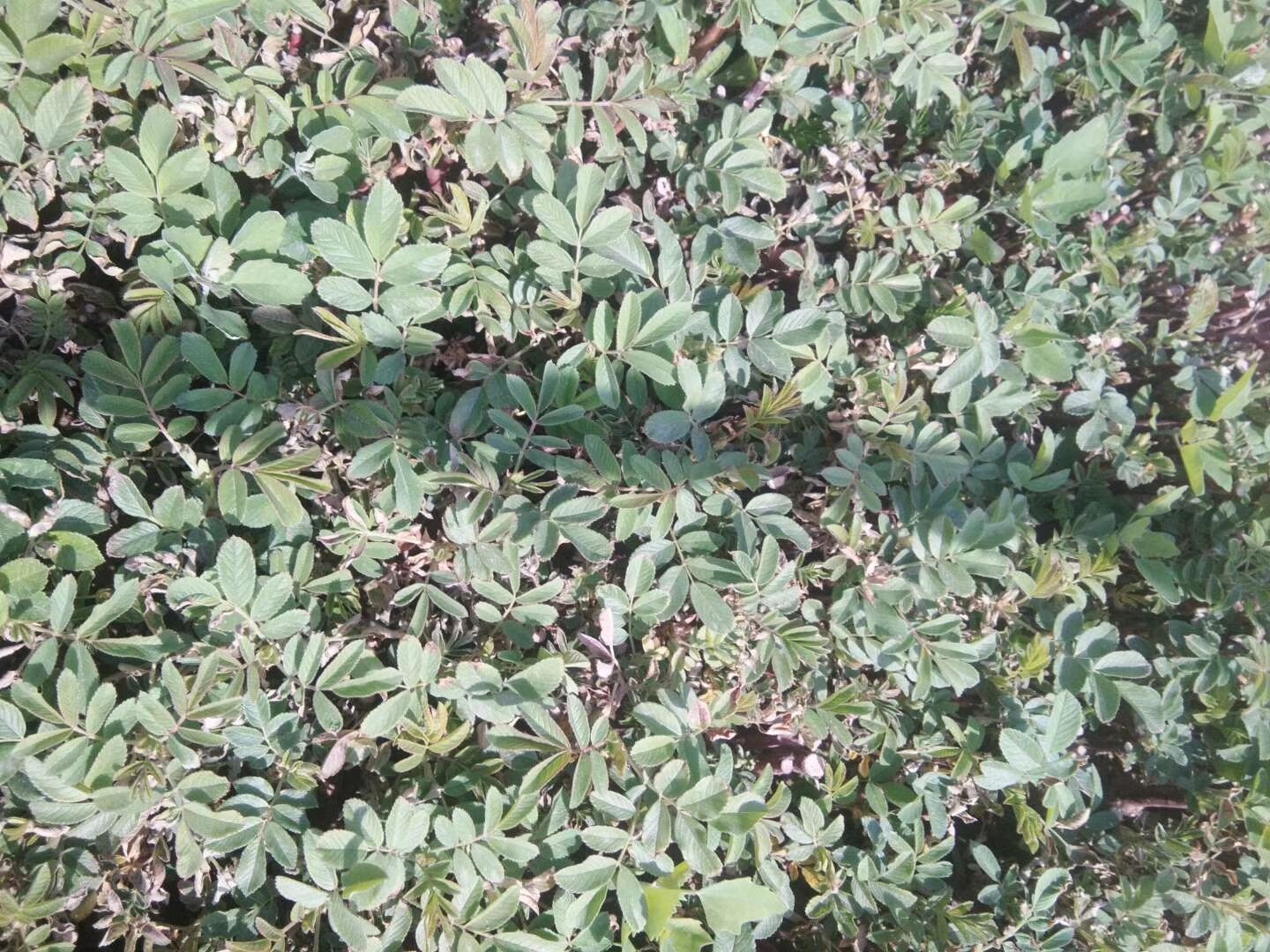 展示四季小玫瑰花朵的细节,包括花瓣层次、颜色和花型特征 四季小玫瑰花朵特写