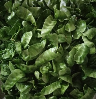 青眉豆1015cm3cm以上