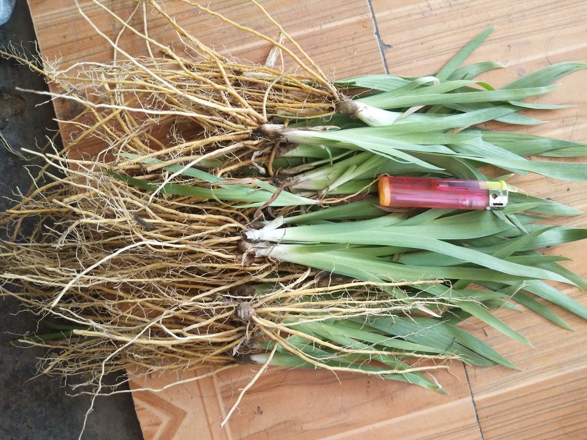 射干苗射干秧子射干种苗