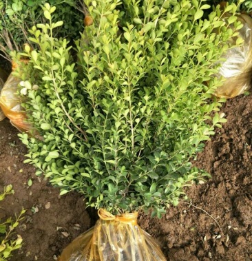 黄杨高度统一无干尖无病害价格低廉数量庞大