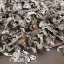 鲜活皮皮虾质量一级棒