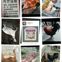 黑山羊种羊80~110斤