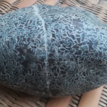 毛石古生物化石