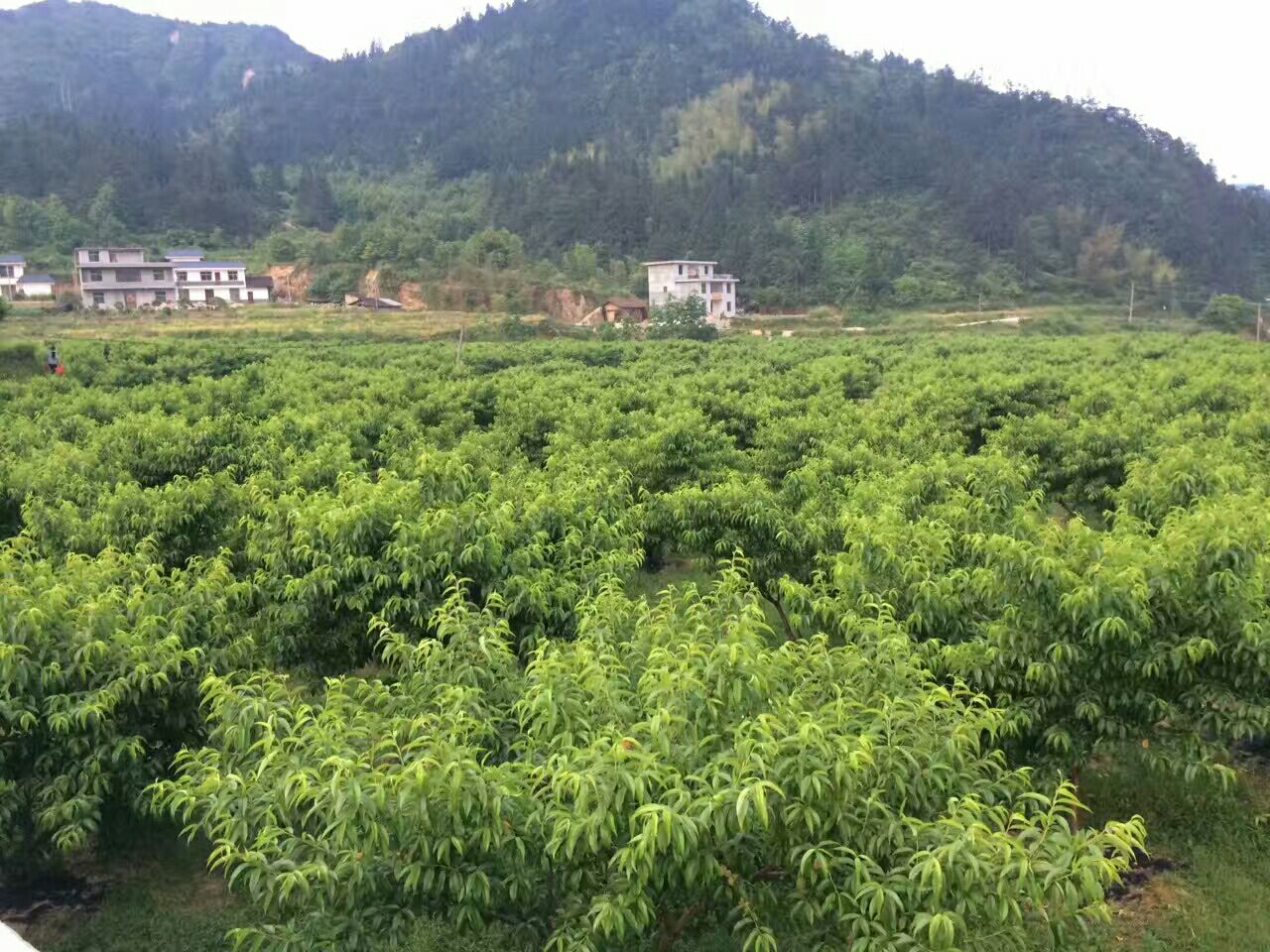 炎陵黄桃小镇全景图