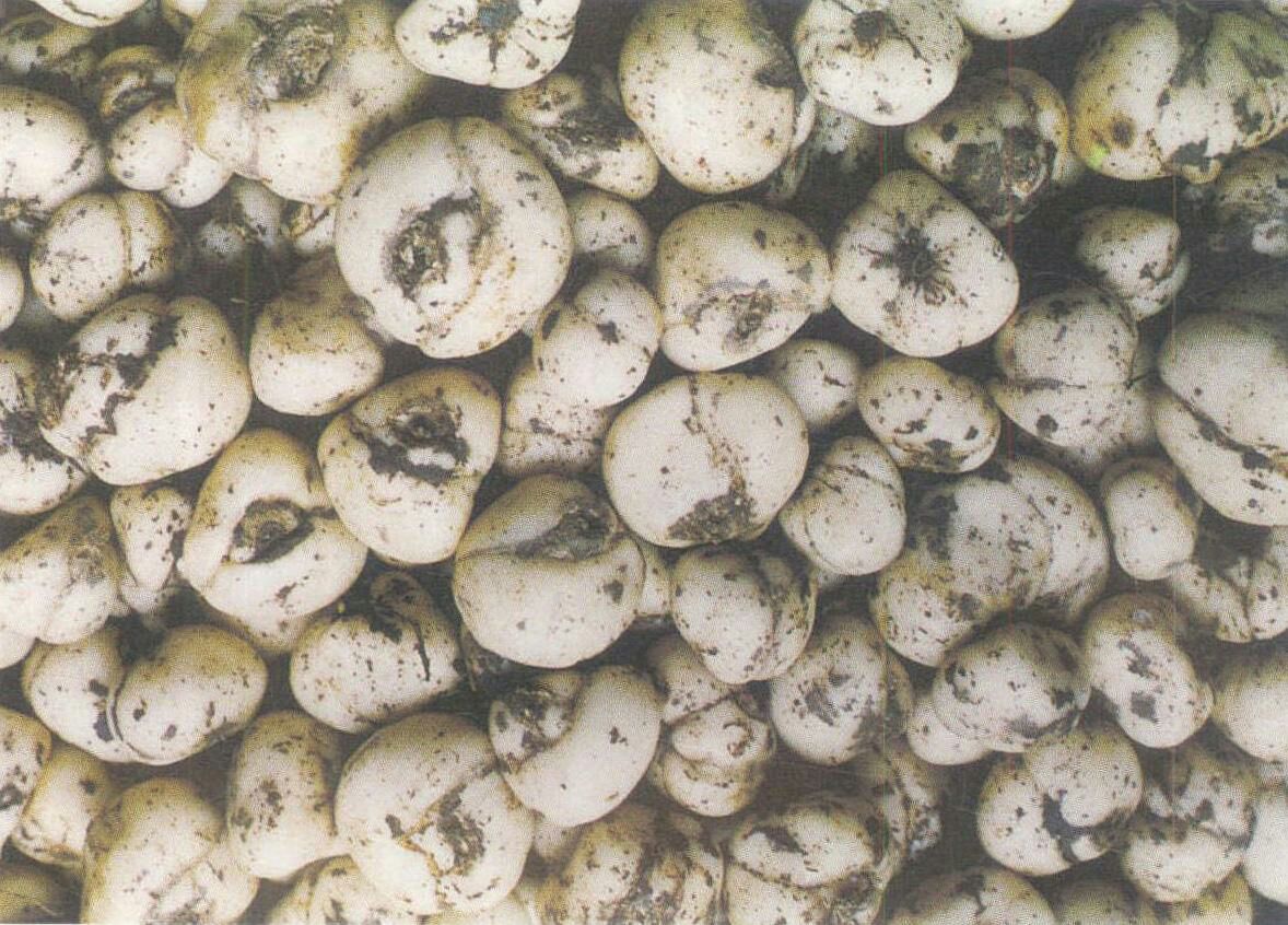 浙贝母植株与干燥药材特写