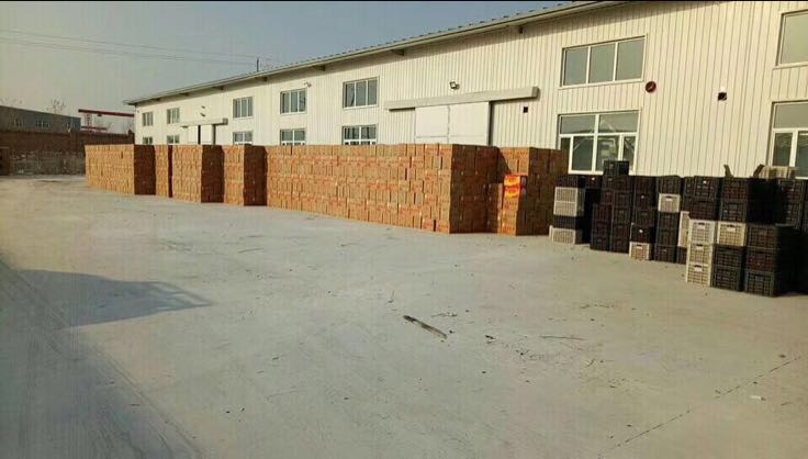 现代化气调冷库内,多层金属货架整齐码放标准周转箱;箱体标注‘金丝小枣·0.5℃/95%RH/CA’;箱盖微开可见内衬白色微孔保鲜袋与浅蓝色吸湿纸;温湿度与O₂/CO₂实时数据屏悬浮显示于画面右上角 鲜枣冷库贮藏实景