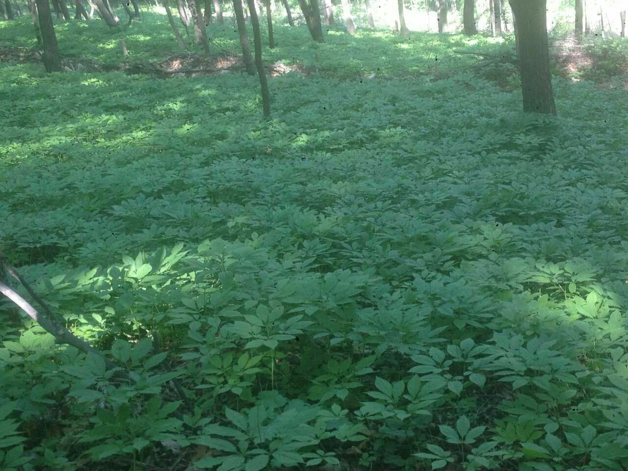 一株生长在林下环境中的西洋参植株,根部粗壮呈纺锤形,表面有横向环纹,叶片为掌状复叶,绿色鲜亮,背景为湿润的森林土壤,阳光透过树叶洒落,展现其原生态生长环境 西洋参植物特写