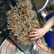 对虾干