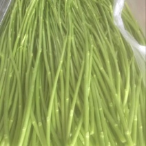 芦篙