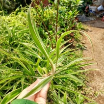 吊兰30cm以下