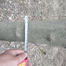大叶女贞8~10cm