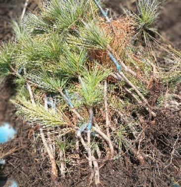 红松树苗吉林长白山产地直销 30~50cm