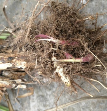 [皇竹草批发]皇竹草牧草 鲜种苗价格0.80元/棵 - 一亩田