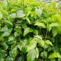 观叶绿宝苗，绿宝苗，菜豆苗，幸福树树苗