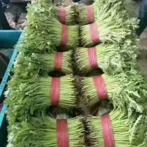 蒿子杆15~20cm