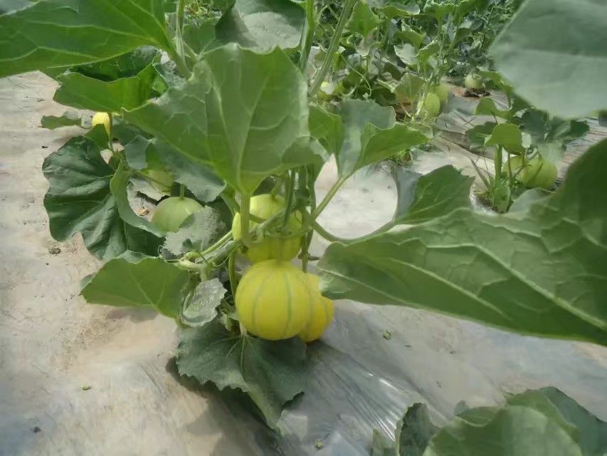星甜甜瓜不同成熟阶段对比图