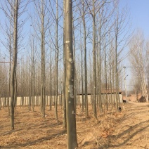 法桐10~12cm8~10cm3.5~4米2~3米