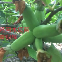 皱皮木瓜树苗无籽木瓜树苗