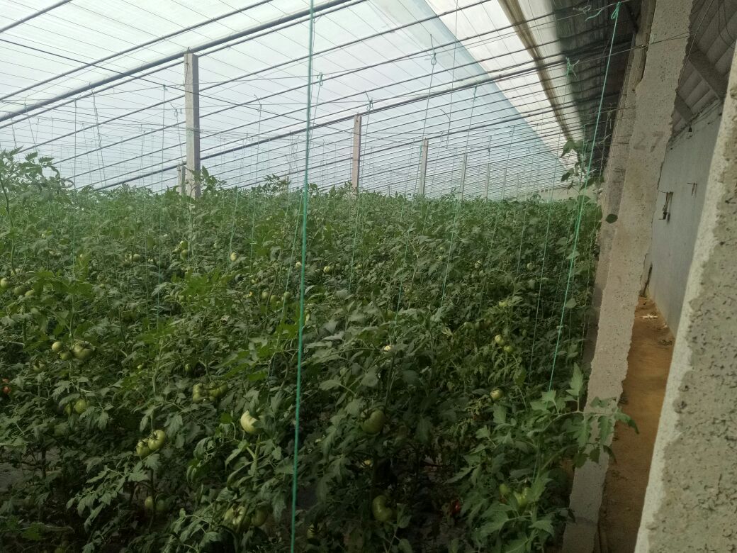 展示普罗旺斯西红柿在大棚内的种植情况,植株整齐,果实挂满枝头 普罗旺斯西红柿田间种植图