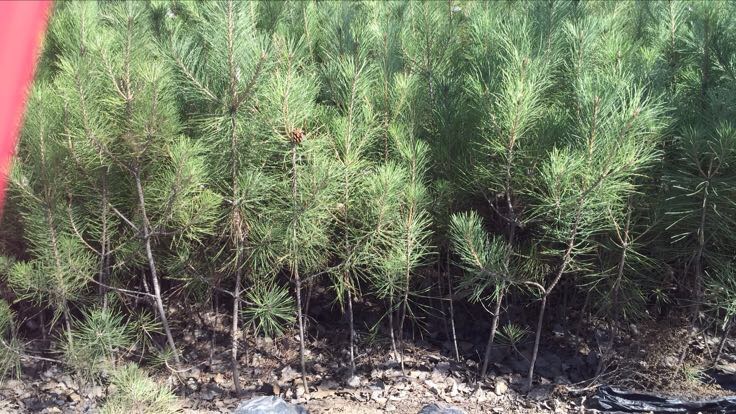 展示油松幼苗茎基部腐烂、倒伏的典型猝倒病症状 油松幼苗猝倒病症状图
