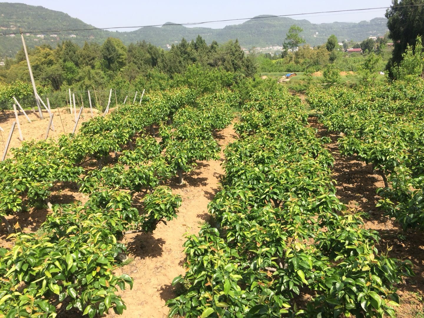 黄金梨果园航拍