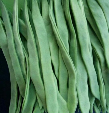 [扁青芸豆批发]扁青芸豆 20cm以上价格3.20元/斤 - 一亩田