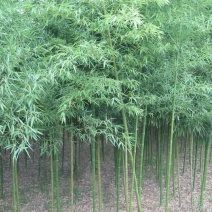 绿竹2~3m