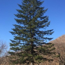 造型松14公分