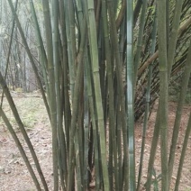 绿竹5~6m