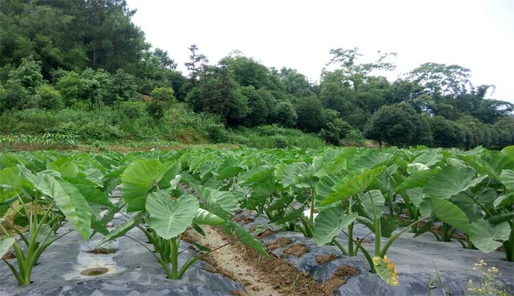 田间生长的荔浦芋头植株