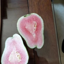 台湾红心番石榴苗红宝石，西瓜芭乐