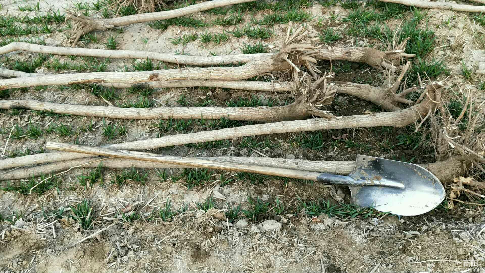 园林工人在城市绿地中种植五角枫幼苗