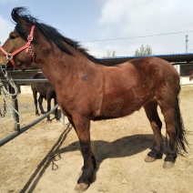 肉马400~500kg
