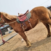 肉马600kg以上