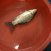 鲫鱼食用
