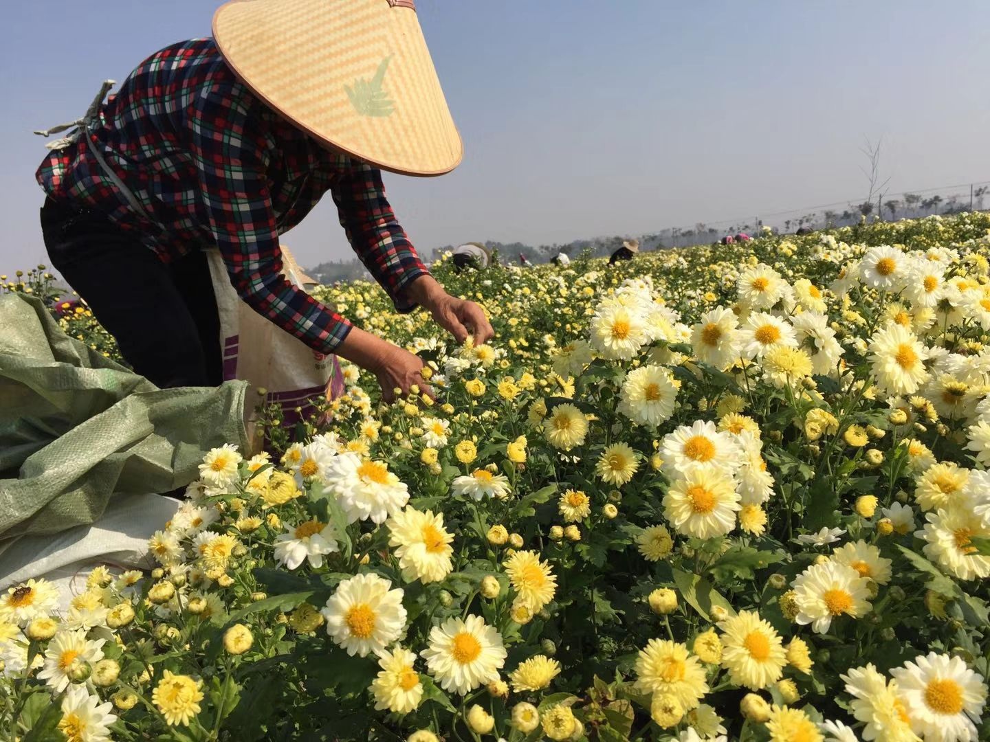 杭白菊种植基地实景图