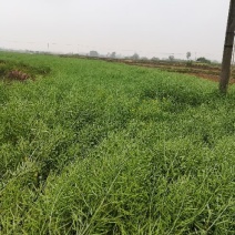 甘蓝型油菜籽1级