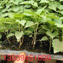 楸树10~20cm