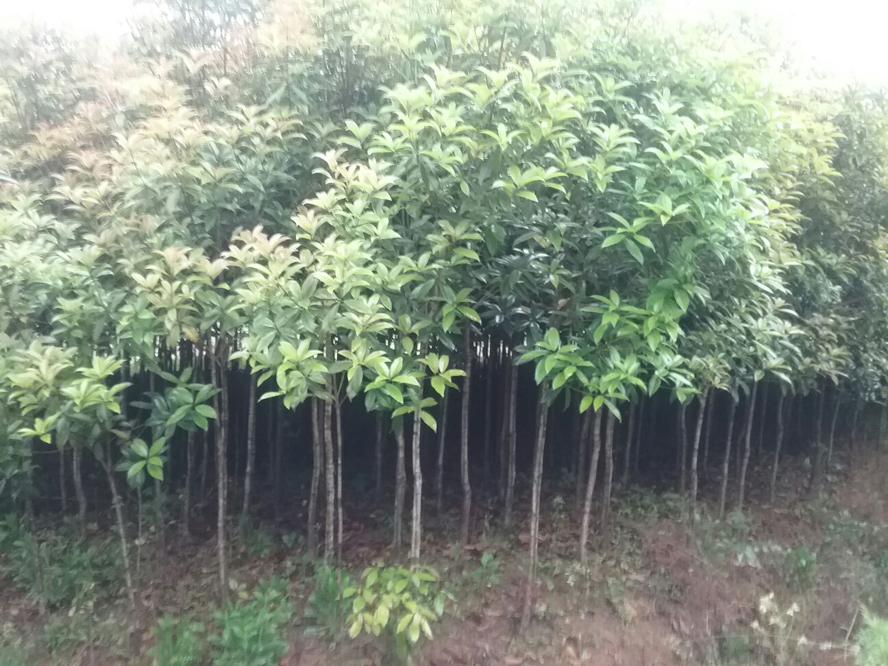 八月桂苗在园林绿化中的实际应用效果