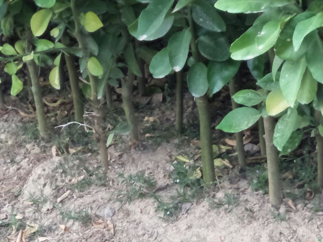 技术人员在三红蜜柚苗基地中仔细检查幼苗的生长状况和健康程度 技术人员正在检查三红蜜柚苗的生长情况