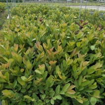 番石榴苗50~80cm