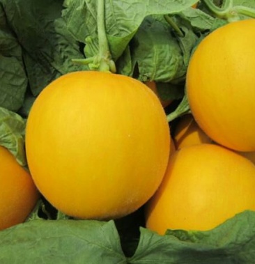 [久红瑞甜瓜批发]大量供应无公害优质瑞红香瓜价格3.00元/斤 - 一亩田