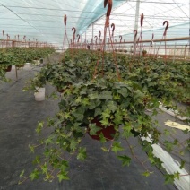 常春藤盆花带盆栽好30cm以下