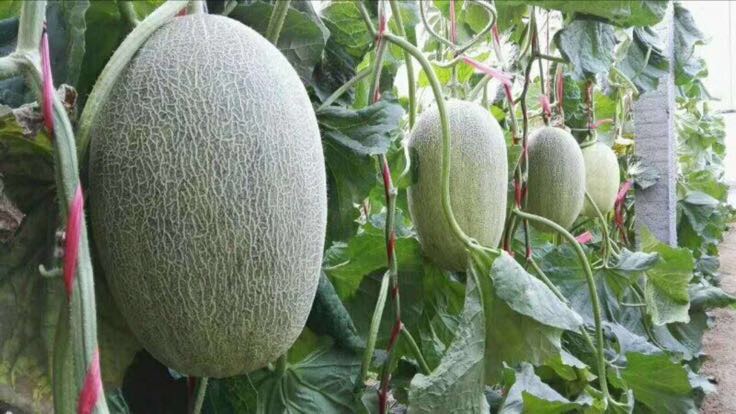 东方蜜1号温室种植场景