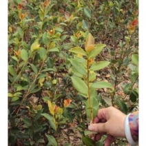 大量供应油茶苗一年生，二年生嫁接裸根苗