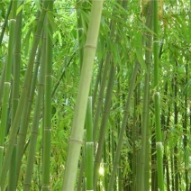 竹子5~6m